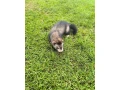 fretka-domaca-small-0
