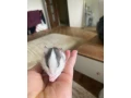 potkany-small-0