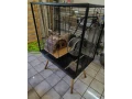 velka-klientka-pre-hlodavce-small-0