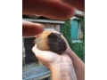 morcata-small-2
