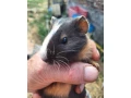 morcata-small-1
