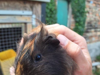 morcata