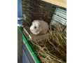 morske-prasiatko-small-2
