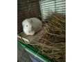 morske-prasiatko-small-0