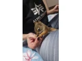 vevericka-kanadska-small-3