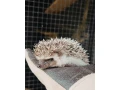 jezko-bielobruchy-small-1