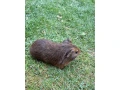 morca-small-4