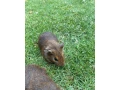 morca-small-2