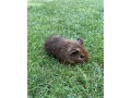 morca-small-3