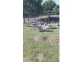mlade-domace-husi-small-2