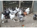 araukany-brahmanky-hodvabnicky-small-4