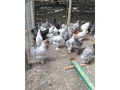 araukany-brahmanky-hodvabnicky-small-3