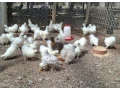 araukany-brahmanky-hodvabnicky-small-0