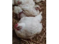 brojlerove-kurcata-27kg-small-0