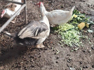 kacky-na-predaj
