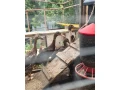 indicky-bezec-small-1