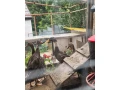 indicky-bezec-small-0