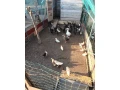 predam-ruanske-a-cinske-kacice-small-0
