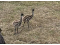 pstros-emu-hnedy-small-0