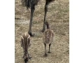 pstros-emu-hnedy-small-3