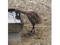 pstros-emu-hnedy-small-1