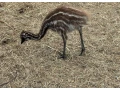 pstros-emu-hnedy-small-2