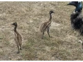 pstros-emu-hnedy-small-4