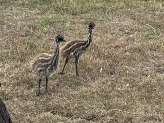 pstros-emu-hnedy