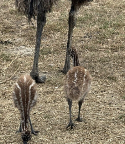 pstros-emu-hnedy-big-3