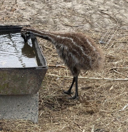 pstros-emu-hnedy-big-1