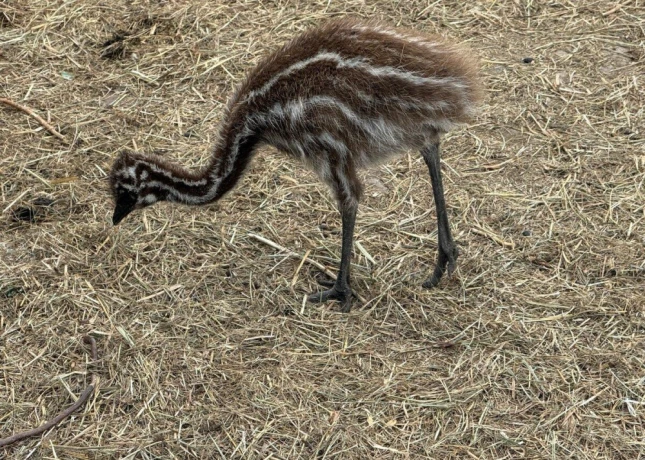 pstros-emu-hnedy-big-2