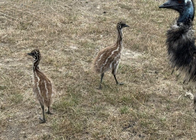 pstros-emu-hnedy-big-4