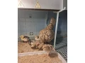 sebritka-male-bazanty-small-0