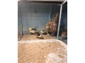 sebritka-male-bazanty-small-1