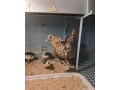 sebritka-male-bazanty-small-2