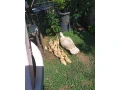 predam-cinske-kacicky-stvortyzdnove-small-0