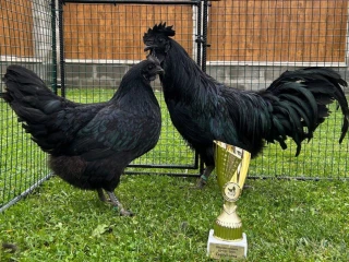 ayam-cemani