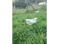 predam-9-tyzdnove-pasene-kurcata-kalimero-small-3