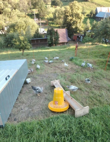 predam-9-tyzdnove-pasene-kurcata-kalimero-big-1