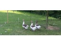 pomoranske-husi-vyhodna-cena-small-0