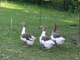 pomoranske-husi-vyhodna-cena