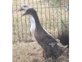 indicky-bezec-small-0