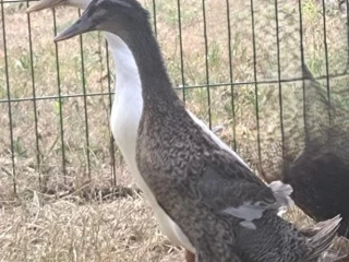 indicky-bezec