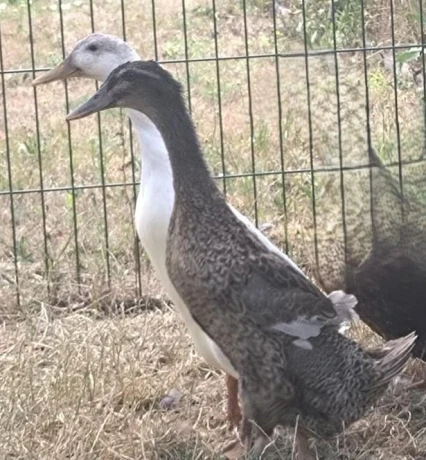 indicky-bezec-big-0