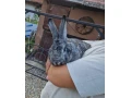 domaci-milacik-masa-small-0
