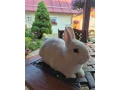 hermelin-modrooky-small-0