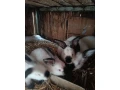 kalifornsky-kralik-small-1