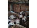 kalifornsky-kralik-small-0