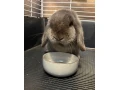 samicka-minilop-small-3