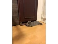 samicka-minilop-small-4